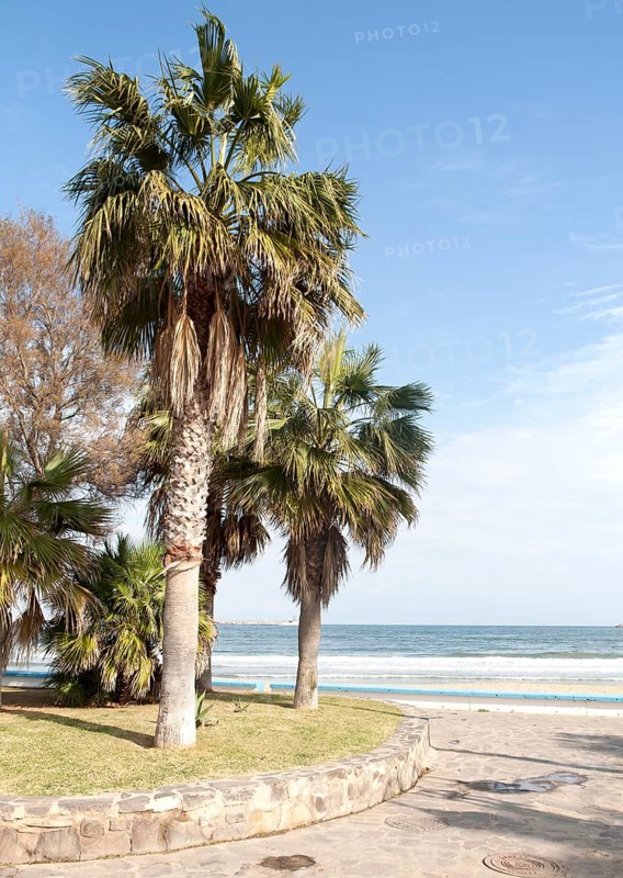 Palm trees sandy beach sea Melilla autonomous city state Spanish territory in north Africa, Spain, Europe