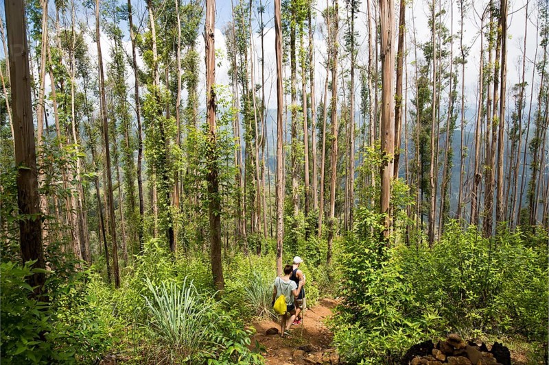 Walkers passing through forest, Ella Rock mountain, Ella, Badulla District, Uva Province, Sri Lanka, Asia