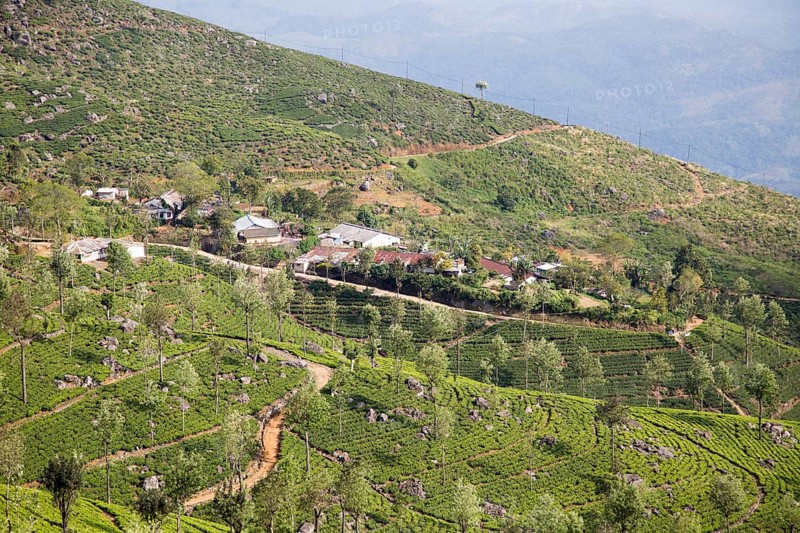 View over tea estate plantation, Haputale, Badulla District, Uva Province, Sri Lanka, Asia