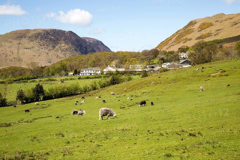 Fields around the village of Buttermere, Lake District national park, Cumbria, England, UK