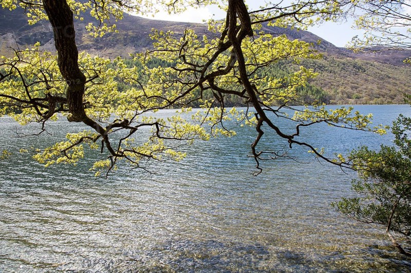 Lakeside woodland, Lake Buttermere, Lake District national park, Cumbria, England, UK