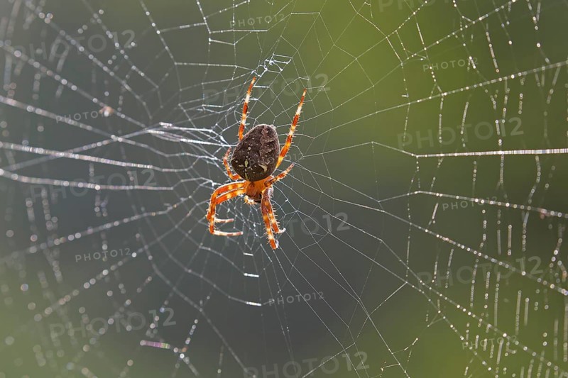 European garden spider, diadem spider, cross spider, crowned orb weaver (Araneus diadematus) in spider's web