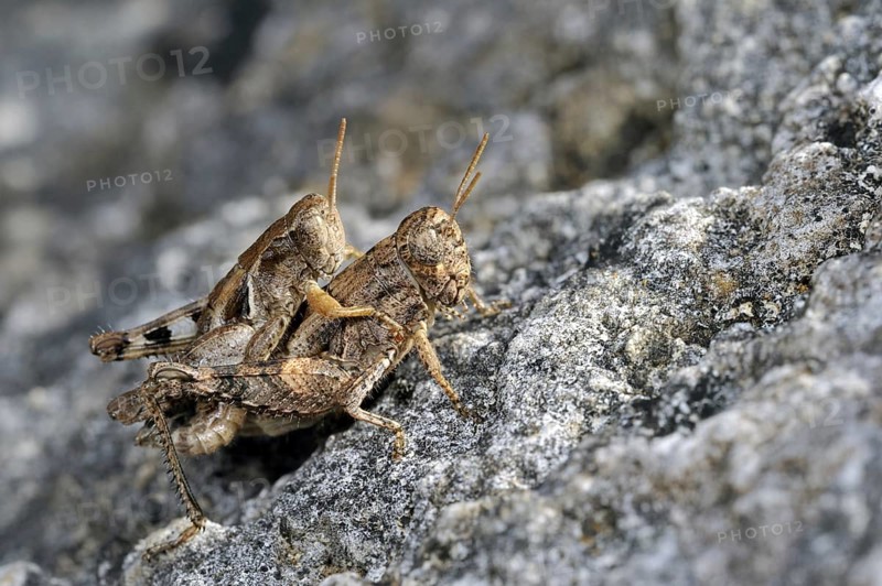 Pezotettix giornae, couple mating on rock, La Brenne, France, Europe