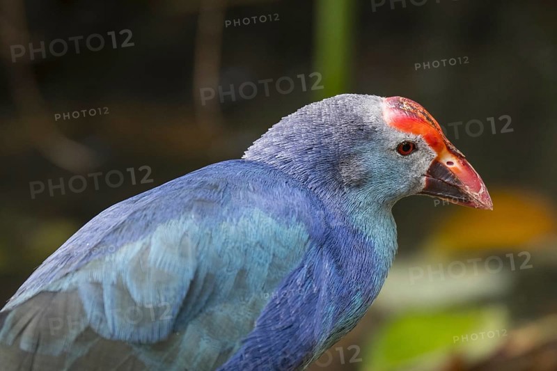 Western swamphen, sultana bird (Porphyrio porphyrio) close up portrait