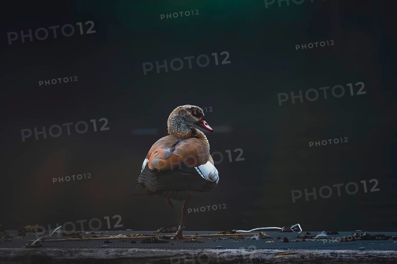 Egyptian goose (Alopochen aegyptiaca), a single bird stands on one leg on a dark background at the lake, Max-Eyth-See, Stuttgart, Germany, Europe