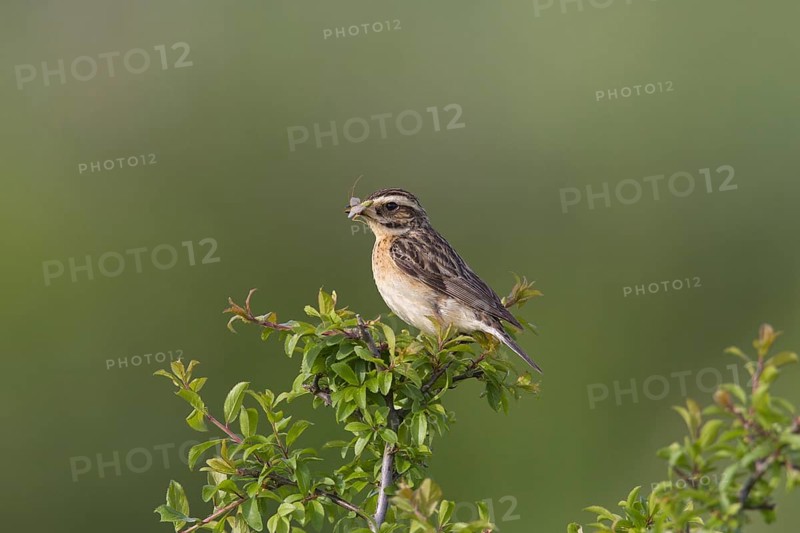 Whinchat (Saxicola rubetra) female with insect prey in beak perched in bush