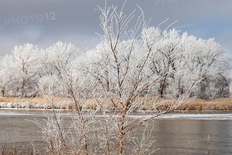 Kearney, Nebraska, Frost on trees along the Platte River on a January day