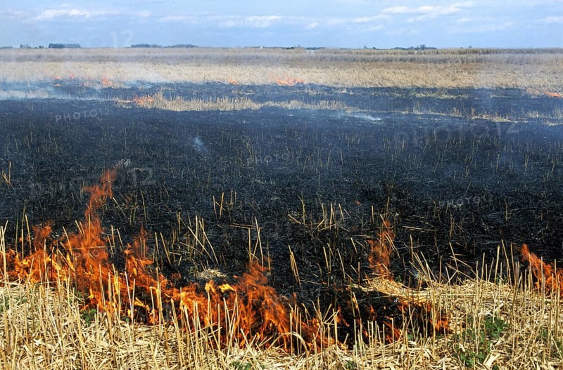Controlled burning of reeds in reedbed in wetland of nature reserve