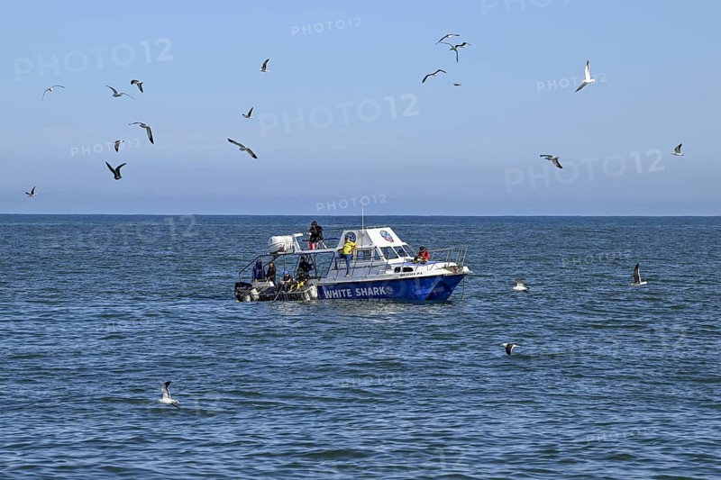 Tourists cage diving near Gaansbai, Western Cape Province, South Africa, Africa