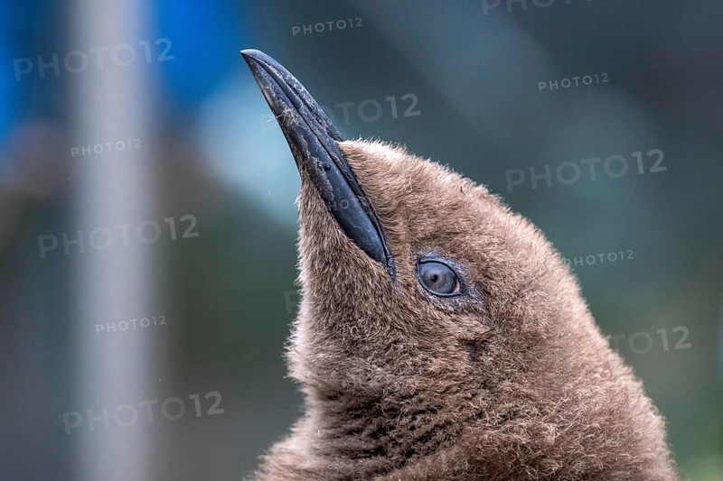 King penguin head Aptenodytes patagonicus