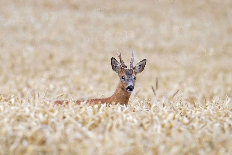 European roe deer (Capreolus capreolus) buck foraging in cereal field, cornfield, wheat field in summer