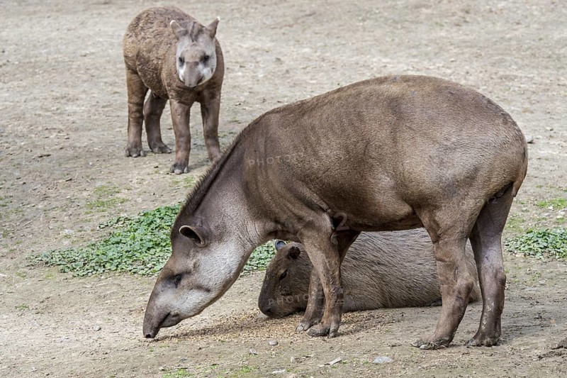 South American tapir, Brazilian tapir, lowland tapir (Tapirus terrestris) with young and capybara (Hydrochoerus hydrochaeris) in zoo