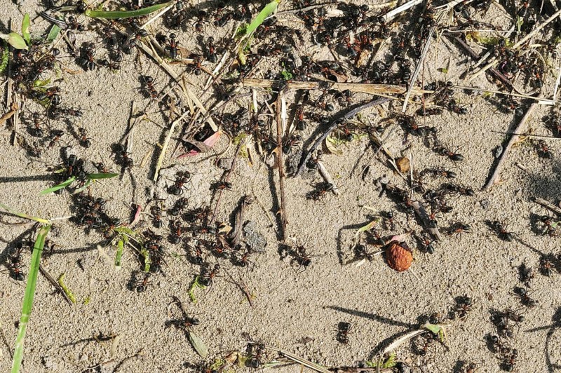 Black-backed meadow ants (Formica pratensis, Formica pratensis var. nigricans) foraging on the ground