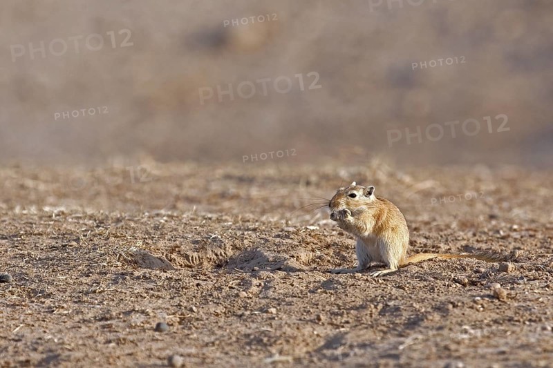 Great gerbil (Rhombomys opimus) in the Karakum desert in Iran