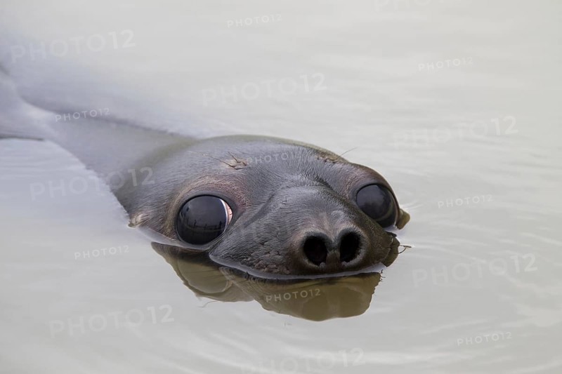 Hooded seal (Cystophora cristata), young female swimming, Germany, Europe