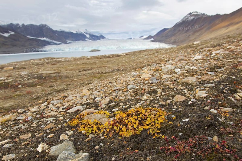 Dwarf willow, least willow, snowbed willow (Salix herbacea) species of tiny creeping willow showing autumn colours on the tundra, Svalbard, Norway, Europe