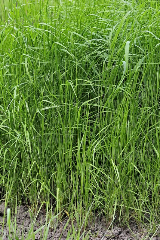 Purple small-reed, Purple small reed grass (Calamagrostis canescens), Belgium, Europe