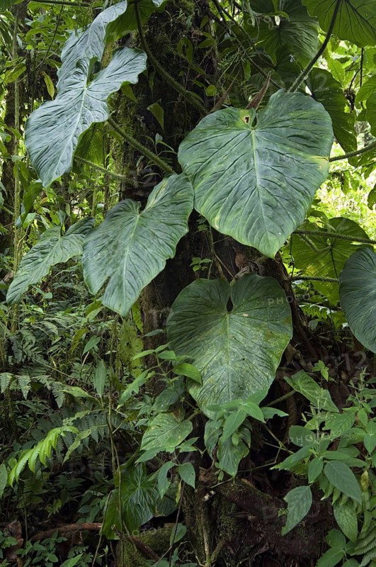 Cloud forest vegetation in Tapanti National Park, Orosi National Park, Costa Rica, Central America