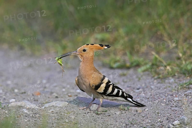 Eurasian hoopoe (Upupa epops) on the ground with caught cricket prey in beak
