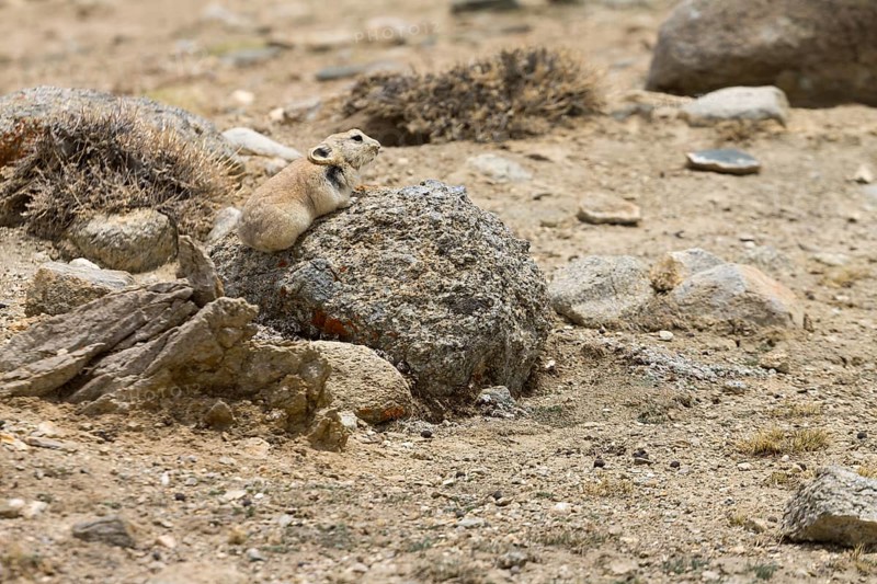 Ladak pika (Ochotona ladacensis), a small mammal, a lagomorph, living in the high mountain meadows, photographed sitting on a granite stone in the upper part of the Markha Valley, near Nyimaling. Zanskar Mountains, the Himalayas. District Leh, Union Territory of Ladakh, India, Asia