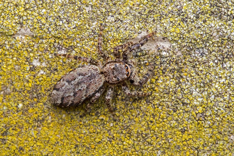 Fence post jumping spider (Marpissa muscosa)