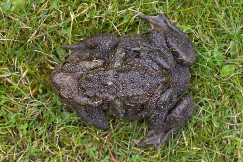 Common Toad, European Toad (Bufo bufo) pair migrating in amplexus to breeding pond in spring, Germany, Europe