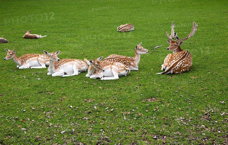 Fallow deer in small urban park, Maastricht, Limburg province, Netherlands