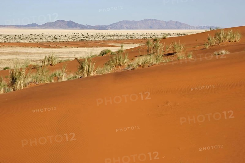 Dune bushman grass, dune reeds (Stipagrostis amabilis) on sand dune in the Namib desert, Namibia, South Africa, Africa