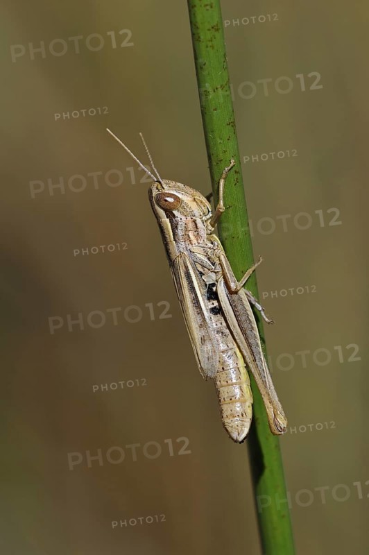 Sharp-tailed grasshopper (Euchorthippus declivus, Acridium declivus) female climbing grass stalk in meadow