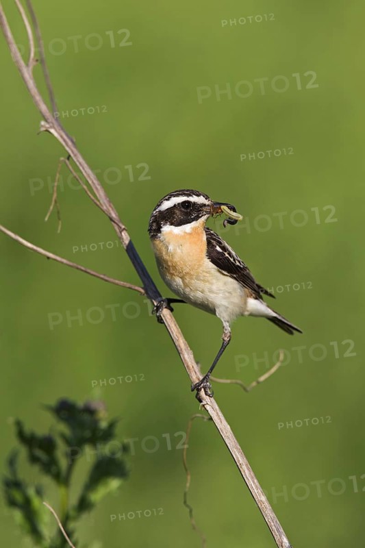 Whinchat (Saxicola rubetra) with prey in beak, Germany, Europe