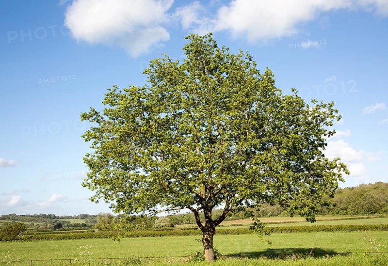 Green leaves single tree standing in green field with blue sky, Wiltshire, England, UK