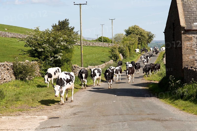 Cattle being walked home for milking, near Clapham, Yorkshire Dales national park, England, UK
