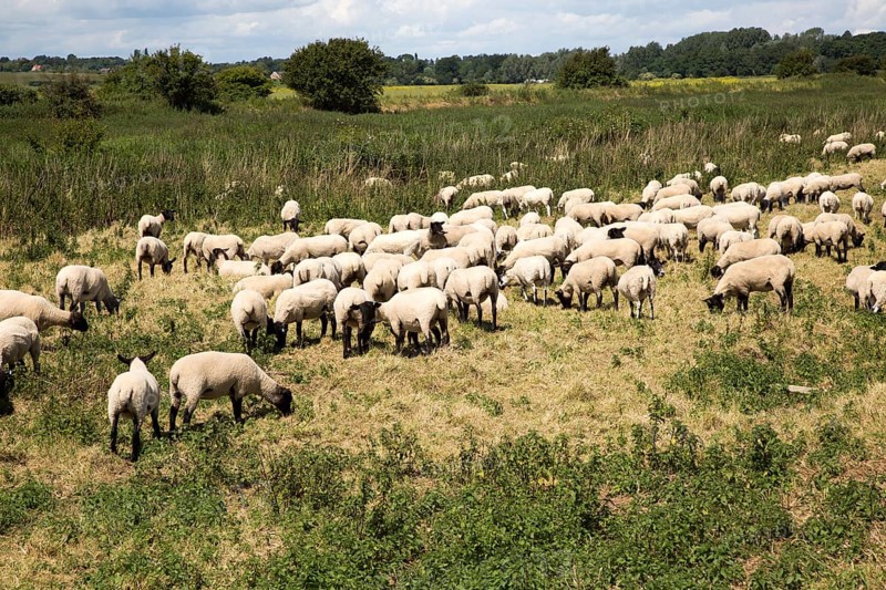 Flock of sheep grazing on Oxley Marshes, Hollesley, Suffolk, England, UK