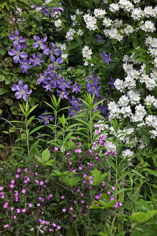 Sweet Mock-orange, English Dogwood (Philadelphus coronarius) and Red campion (Silene dioica, Melandrium rubrum) in garden