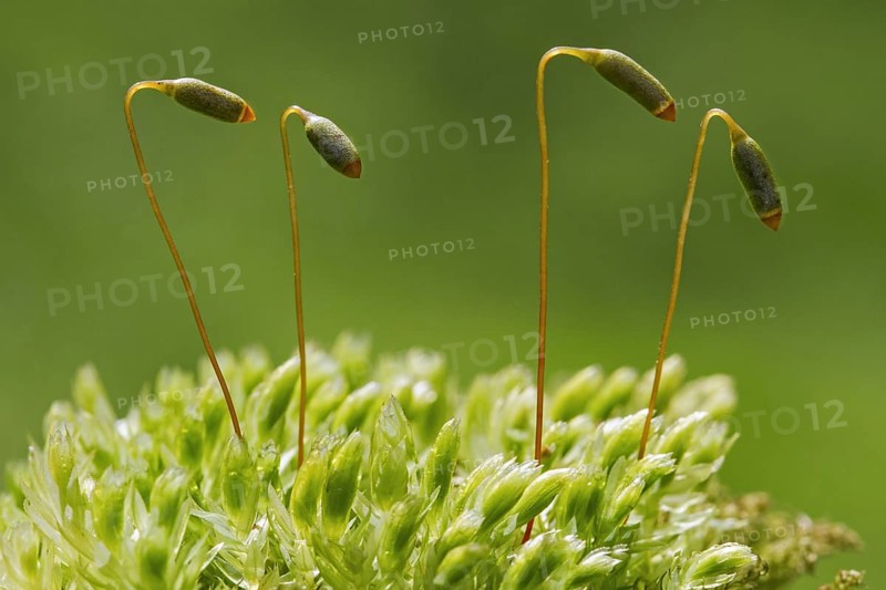 Swan's-neck thyme-moss, Horn calcareous moss (Mnium hornum) close up of capsules