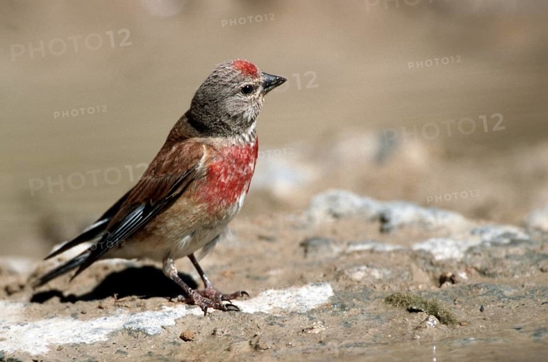 Male common linnet (Carduelis cannabina, Acanthis cannabina) on the ground, Spain, Europe