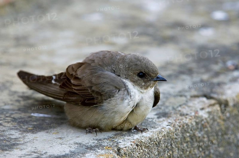 Eurasian crag martin (Ptyonoprogne rupestris, Hirundo rupestris) perched on building