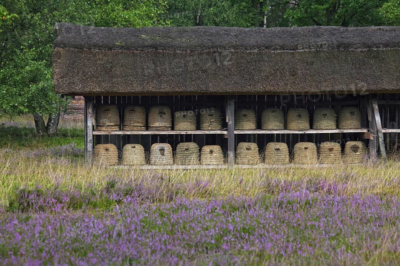 Bee hives, beehives, skeps in rustic shelter of apiary in the Lueneburg Heath, Lunenburg Heathland, Lower Saxony, Germany, Europe
