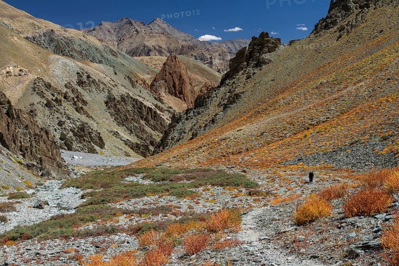 Trekking route in the Zherin Valley, a rarely visited trail in the Zanskar Region, with a trekker in a distance, photographed in late September, when the scarce vegetation bear autumn colours. Zanskar Range of the Himalayas, the dry, desert mountains belonging to the Thetys Himalayas. Kargil District, Union Territory of Ladakh, India, Asia