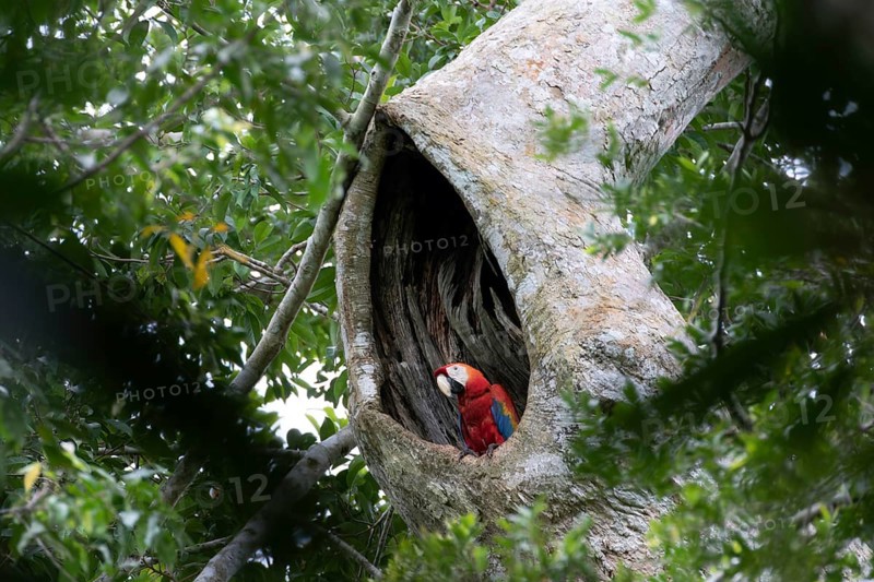 A colourful macaw, parrot resting in a tree cave, jungle, Colombia. South America