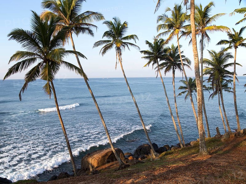 Tropical scenery of palm trees on a hillside by blue ocean, Mirissa, Sri Lanka, Asia