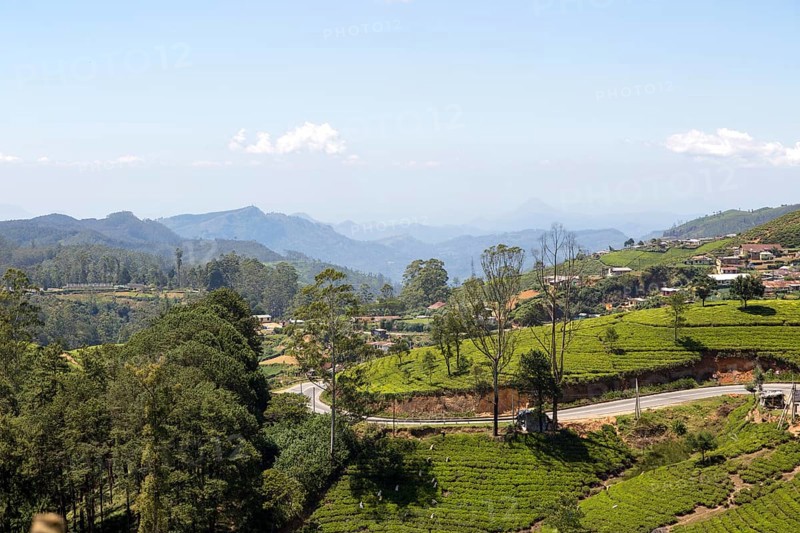 Landscape view tea estate, Nuwara Eliya, Central Province, Sri Lanka, Asia
