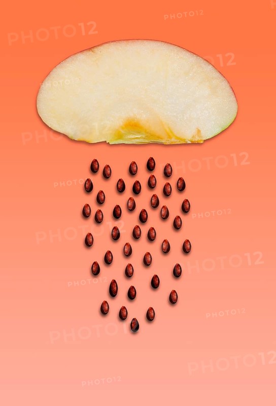 Apple cores separate from the flesh