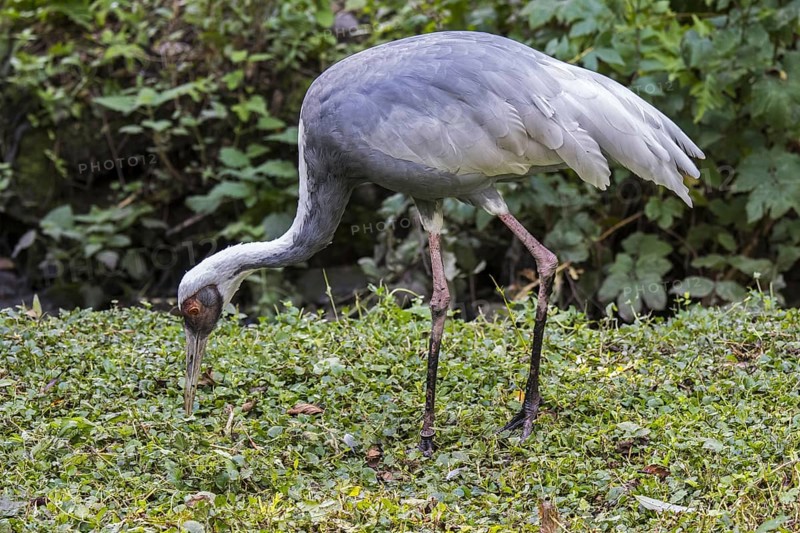 White-naped crane (Antigone vipio) native to Mongolia, northeastern China and Russia