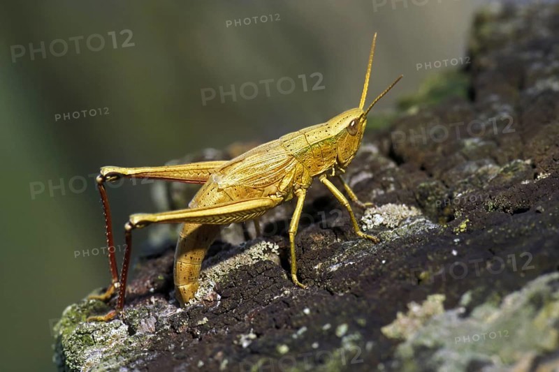 Large Gold Grasshopper (Chrysochraon dispar) ovipositing female laying eggs in wooden fence post