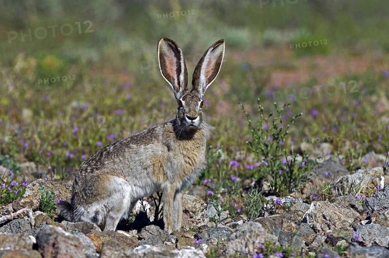 Black-tailed jackrabbit, American desert hare (Lepus californicus), native to western United States and Mexico