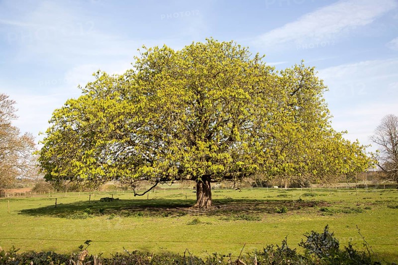 Wide spreading horse chestnut tree in spring with new leaves, Sutton, Suffolk, England, UK