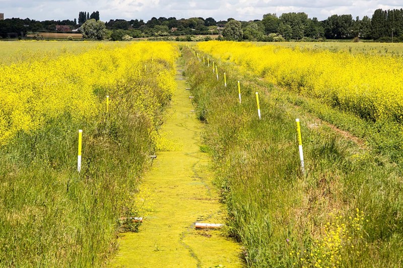 Eutrophication in drainage ditch on Oxley Marshes, Hollesley, Suffolk, England, UK
