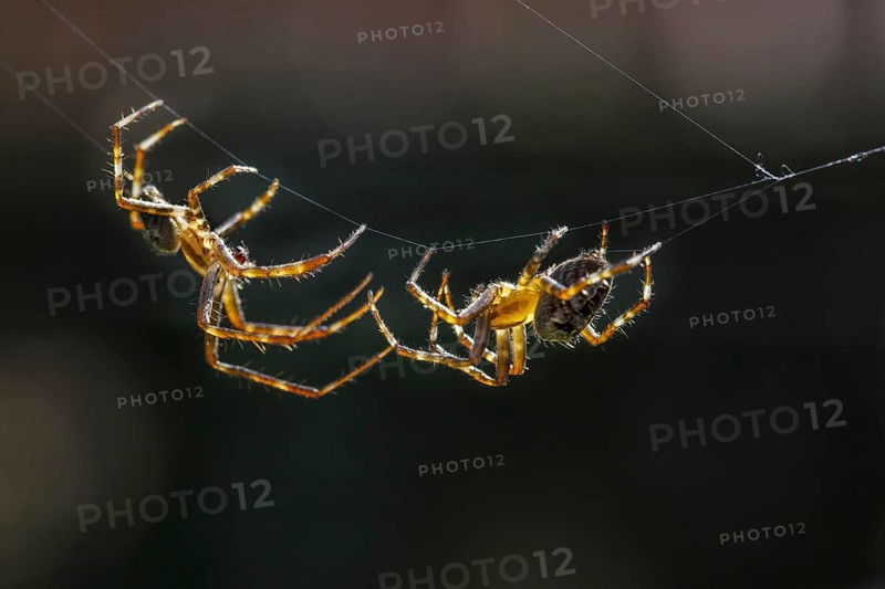 European garden spiders, diadem spider, cross spider, cross orbweaver (Araneus diadematus), courting male approaching female