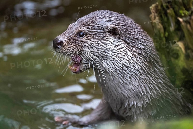 European otter Lutra lutra lutra